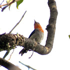 Scarlet-headed Flowerpecker