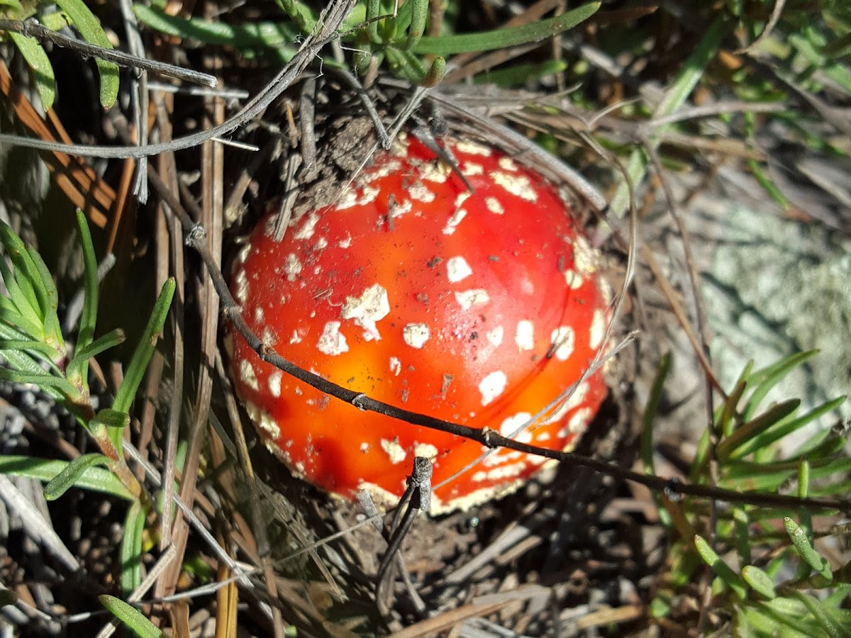 Fly Agaric