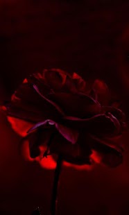 How to download live red rose wallpaper 1.1 mod apk for pc