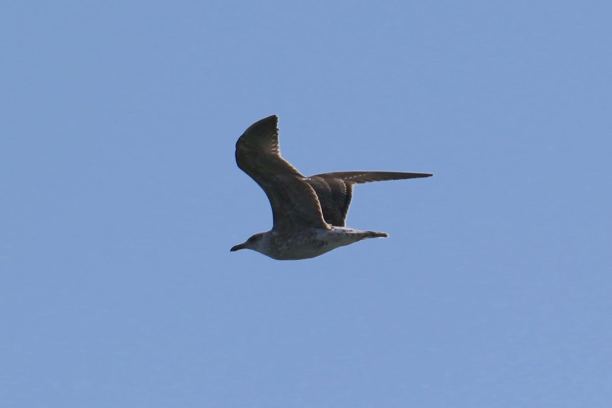 Scopoli's shearwater