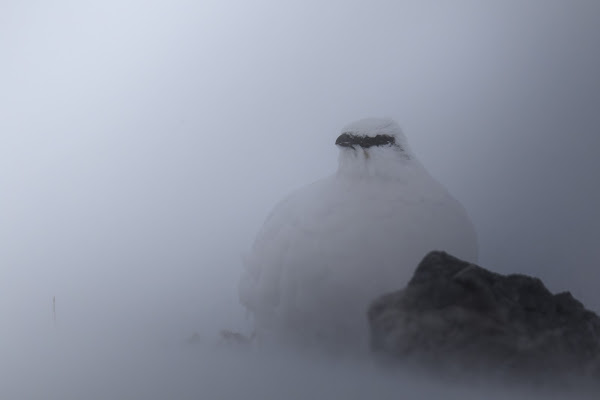 pernice bianca nella tormenta  di mauro88