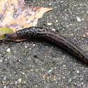 Lepoard Slug