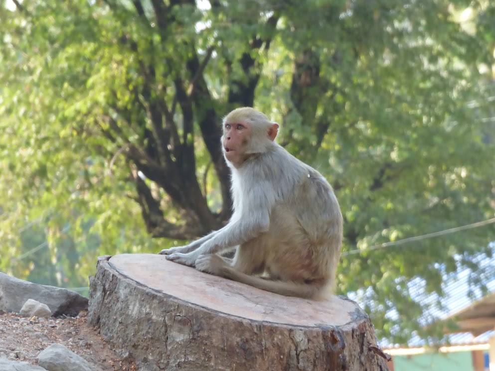 hpo win daung caves - monywa