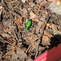 Green tiger beetle