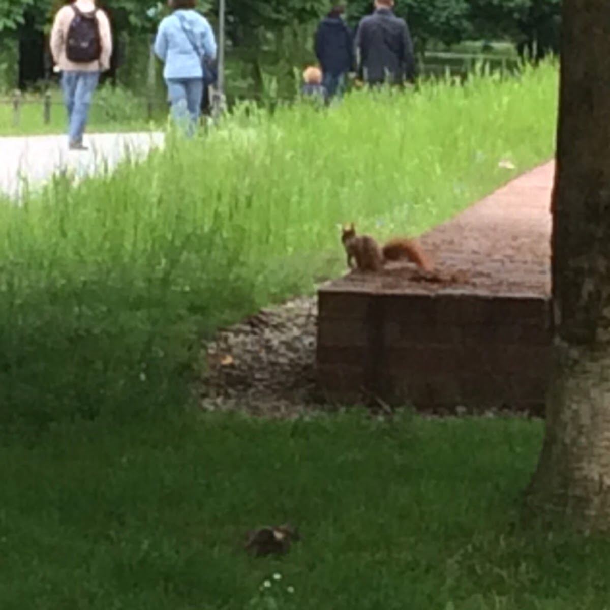 Eichhörnchen/ Red Squirrel