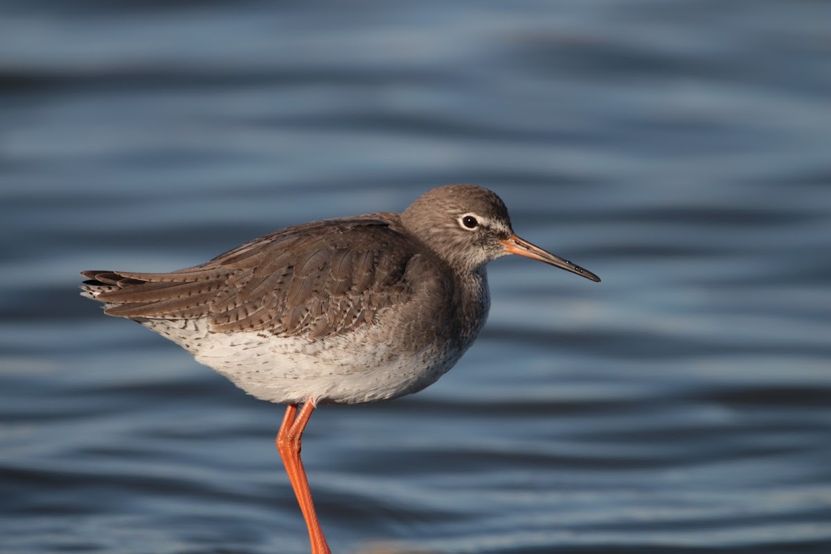 Common Redshank