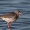 Common Redshank