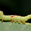 Saddled Prominent Caterpillar