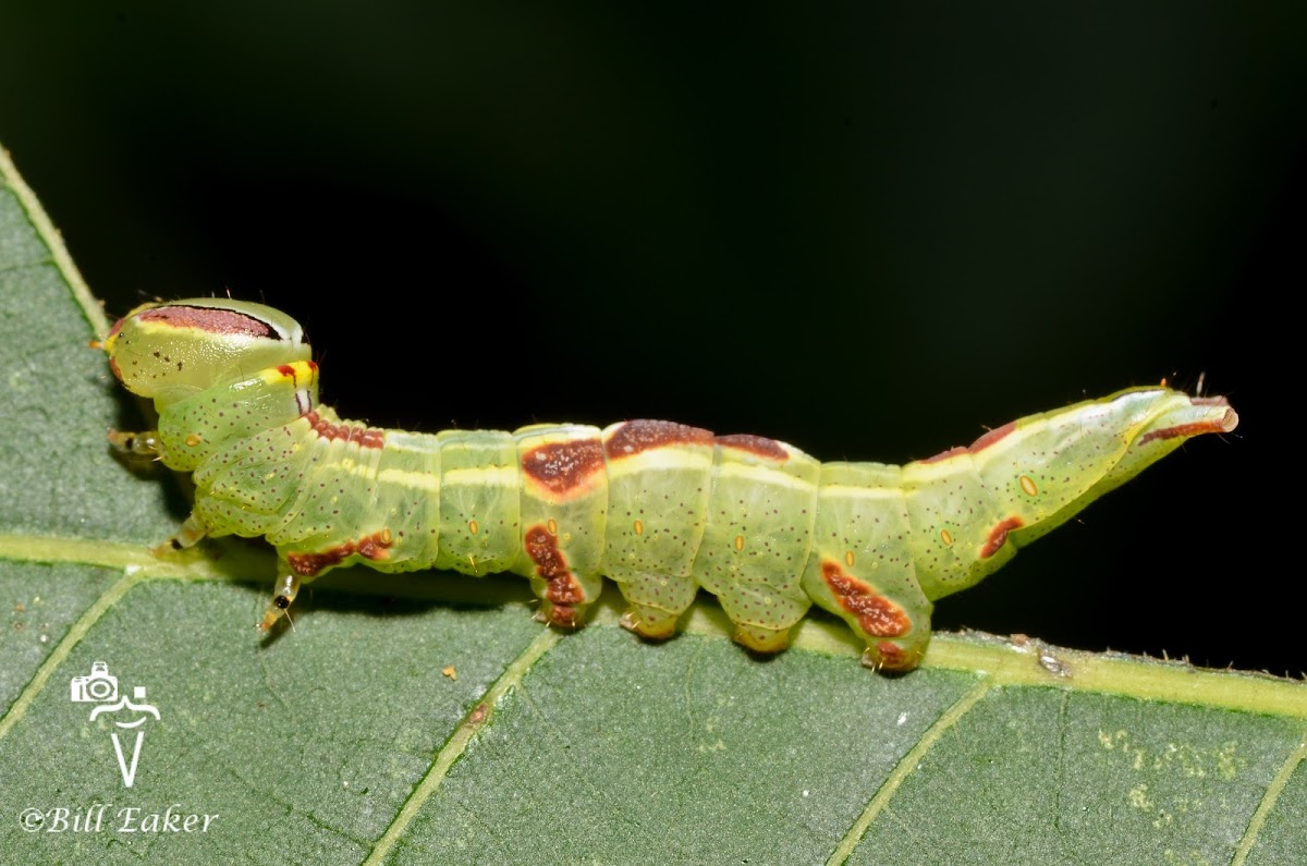 Saddled Prominent Caterpillar