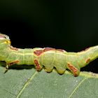 Saddled Prominent Caterpillar