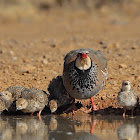 Perdiz roja (Red-legged partridge)