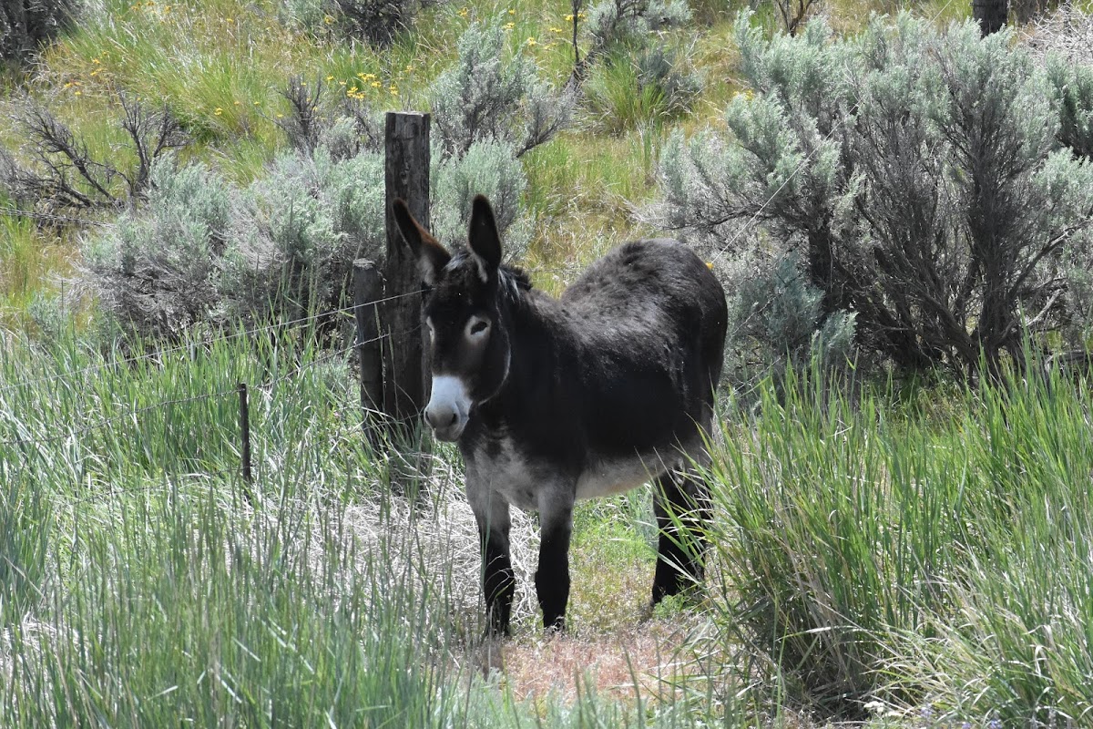 Norman donkey