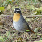 Cape Robin-Chat