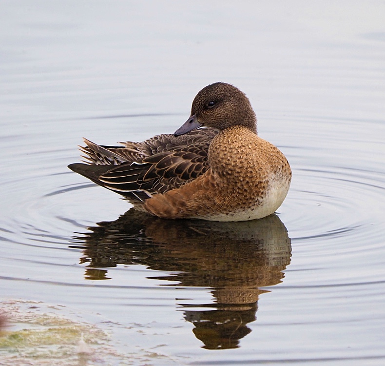 Silbón europeo (Eurasian wigeon)