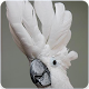 Download Cockatoo Sounds : Talking Cockatoo & Cockatoo Sing For PC Windows and Mac 1.1.0