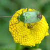 Green capsid bug