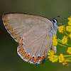 Spanish Purple Hairstreak; Moradilla del Fresno