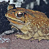 Asian Common Toad