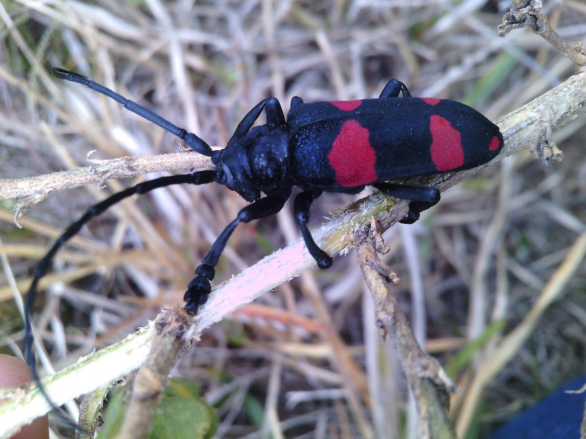 Capegorse Longhorn Beetle