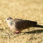 Spotted Dove