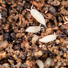 Ant Woodlouse