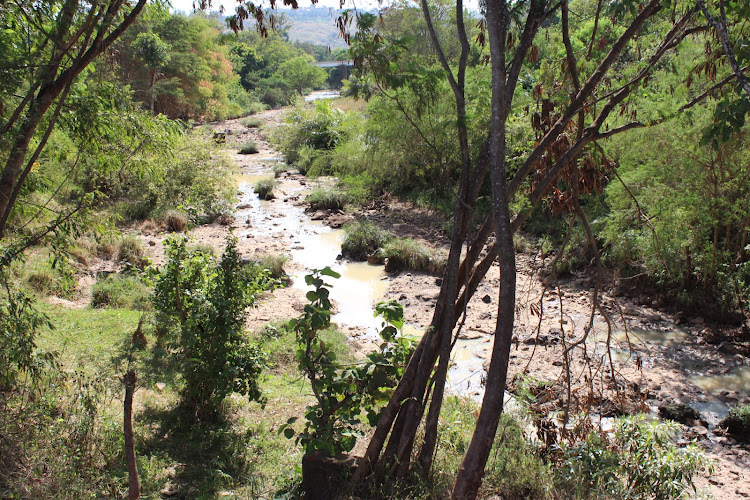 The vast Sagana river that has dried up due to drought.