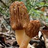 False morel