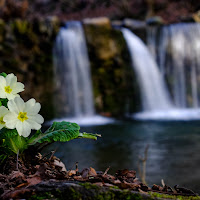 "....primavera non bussa, lei entra sicura...."  di 