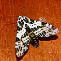 Tiger Moth