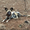 African Painted Dog or Wild Dog