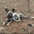 African Painted Dog or Wild Dog