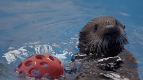 Sea Otter Summer Camp thumbnail