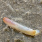 Atlantic Razor Clam