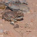 Red-spotted Toad