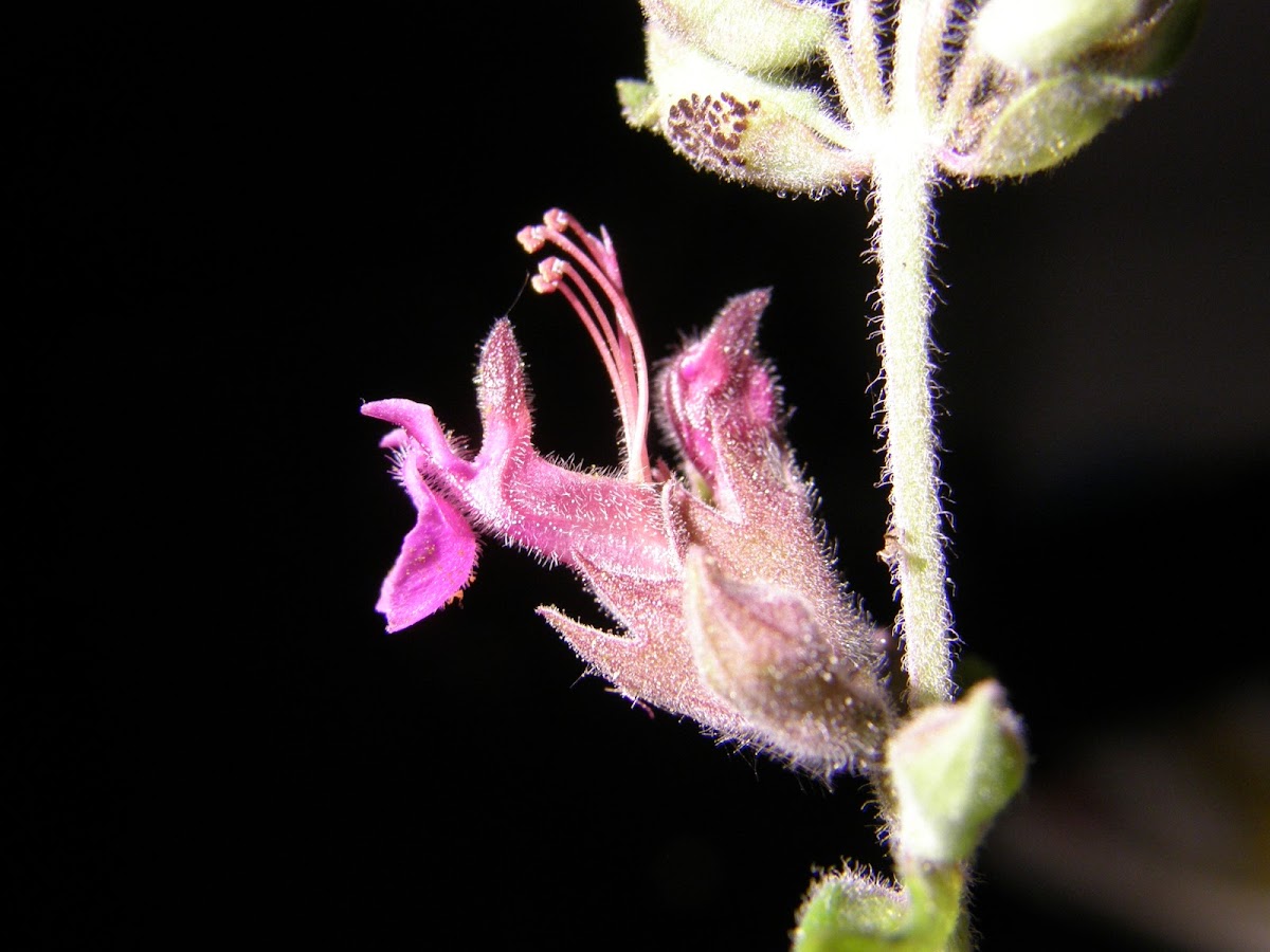 Divaricate Teucrium