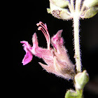 Divaricate Teucrium