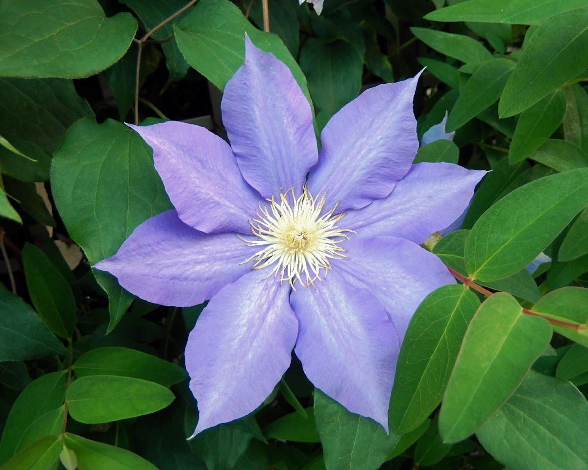 Fujimusume Clematis