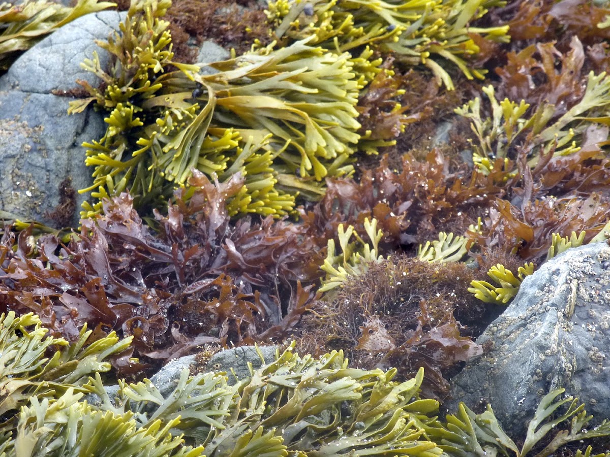 Seaweed