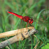 Scarlet Skimmer Dragonfly