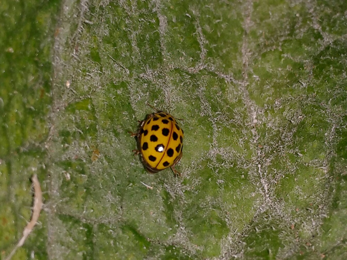 Twenty-two spot ladybird