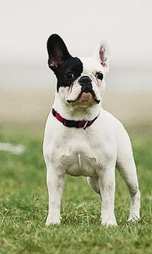 French Bulldog HD Picture