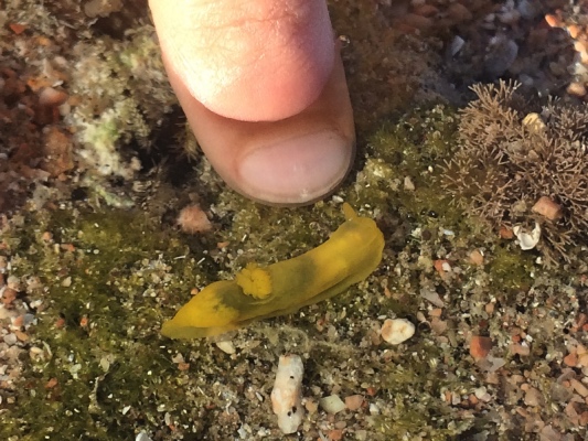 Nudibranch