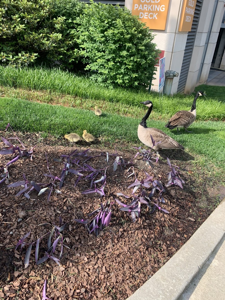 canada goose and goslings