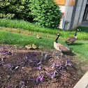 canada goose and goslings