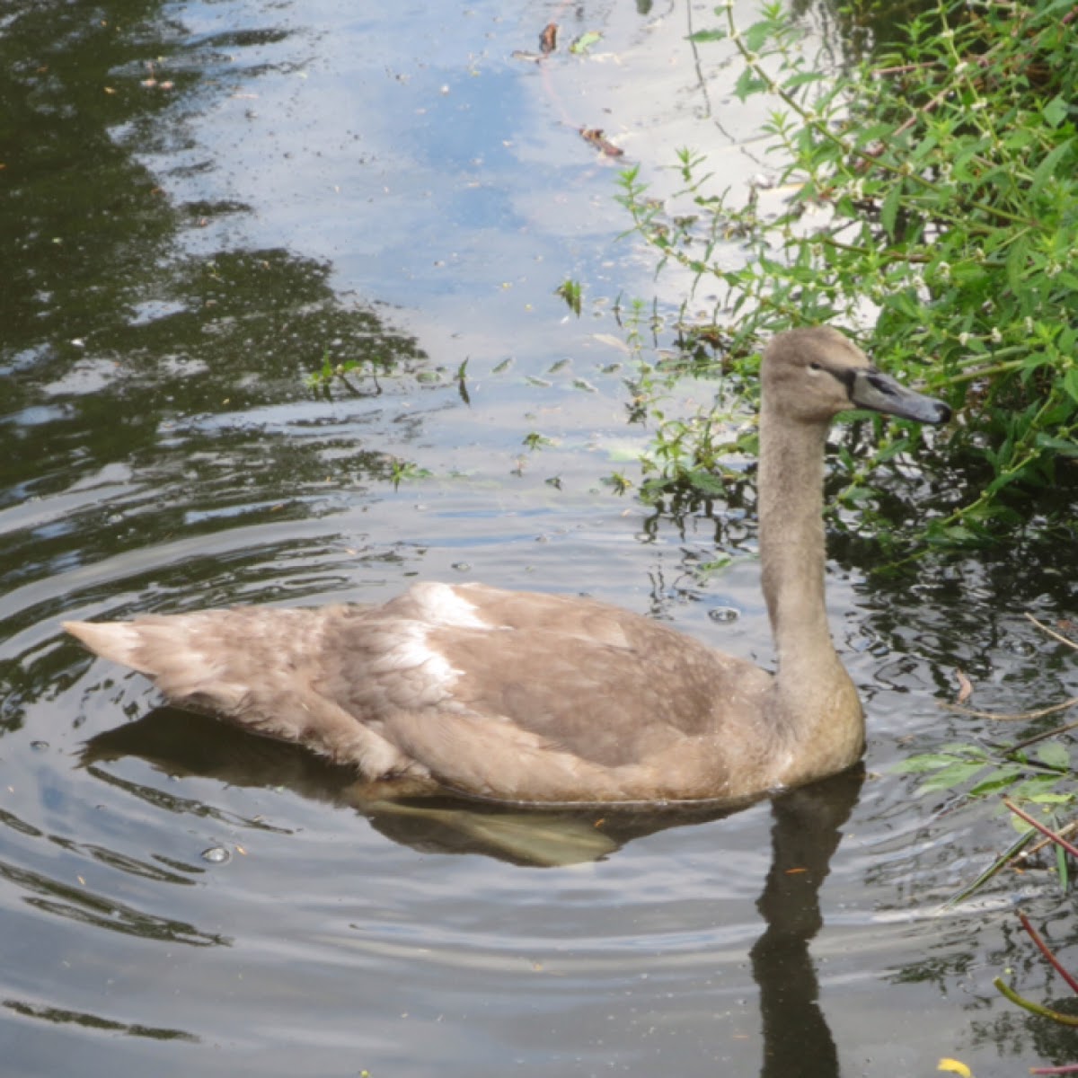 Mute swan