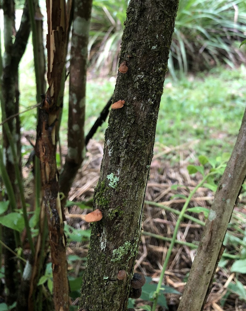 Fungus