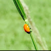 Lady bug