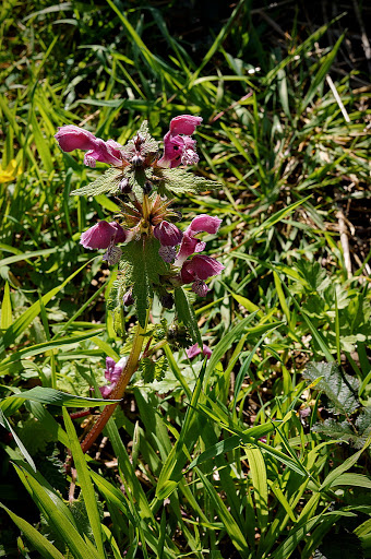 Lamium maculatum