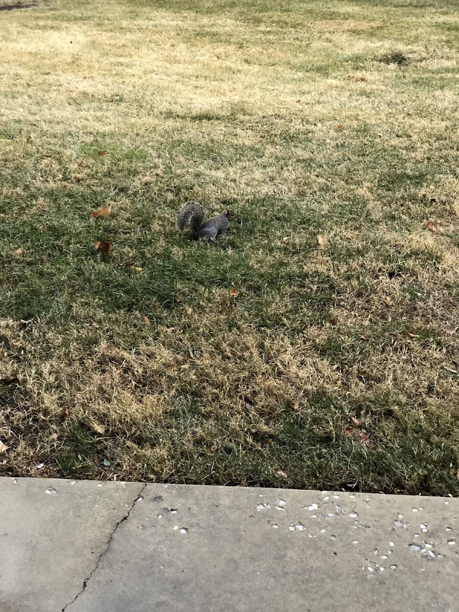 Grey squirrel