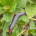 Azalea caterpillar